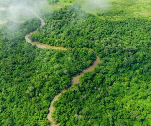 Congo Basin Forest Monitoring Project